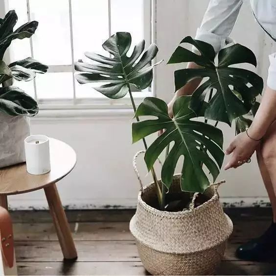 家里擺一盆綠植，
辦公家具家具給生活增添一點小確幸