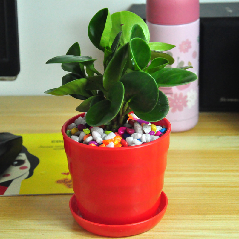 與辦公桌最相配的植物花朵有哪些？