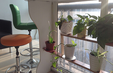 辦公桌上該選什么綠色植物呢？