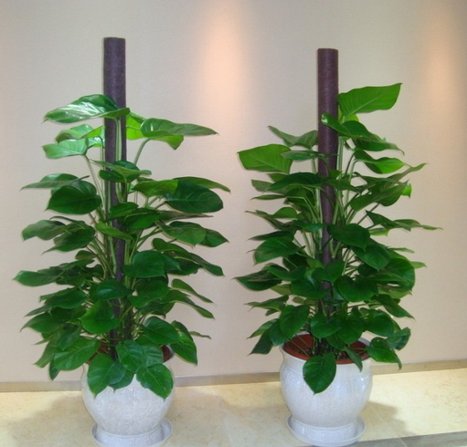 辦公室內綠化植物的擺放——對植