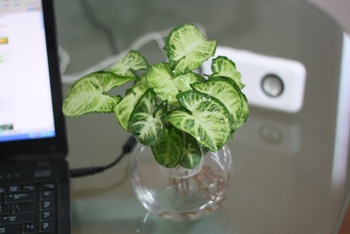 辦公室內綠化植物的擺放——對植