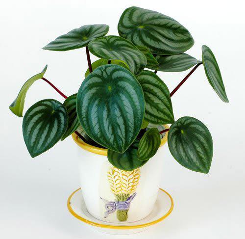  辦公室內(nèi)綠化植物的擺放——孤植